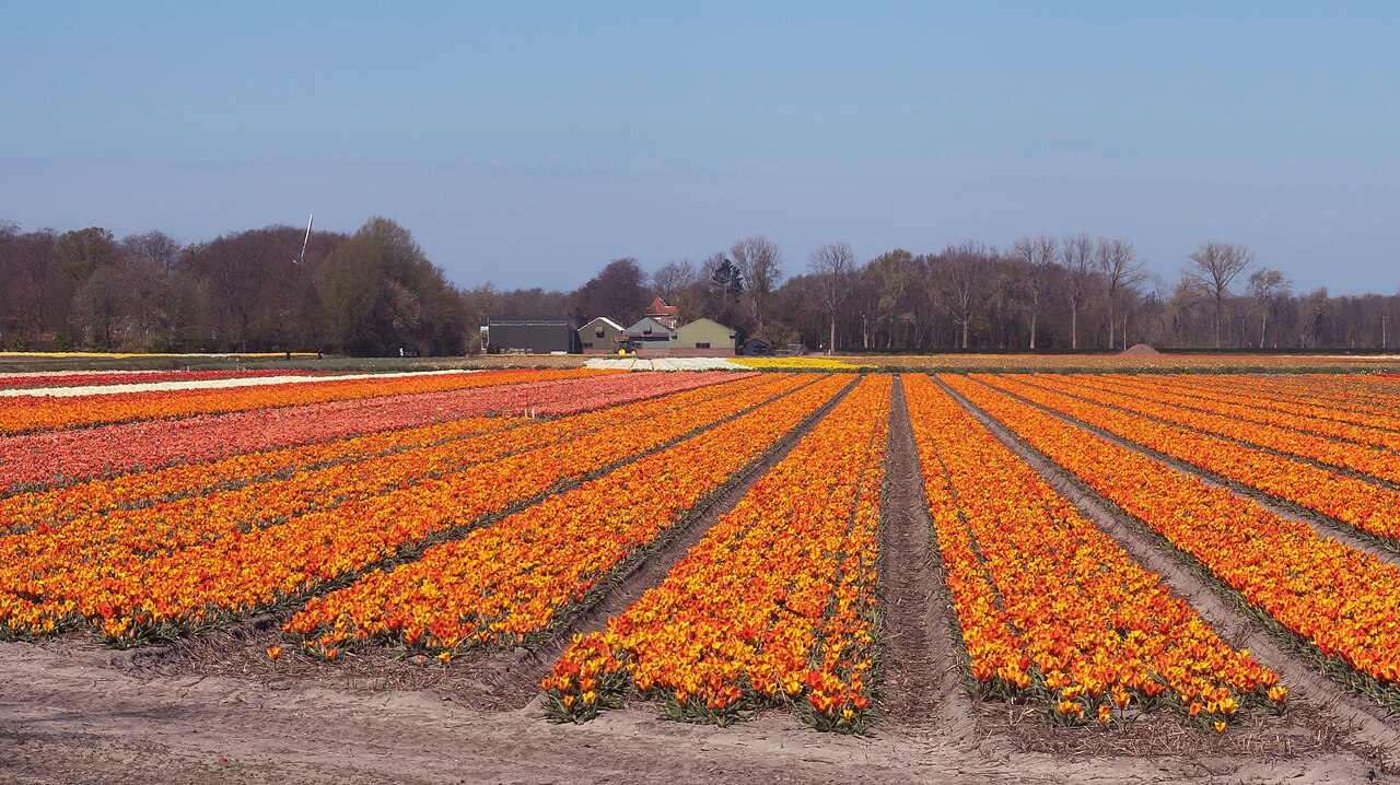 Blooming tulip fields beside the Lisserbeek in Lisse