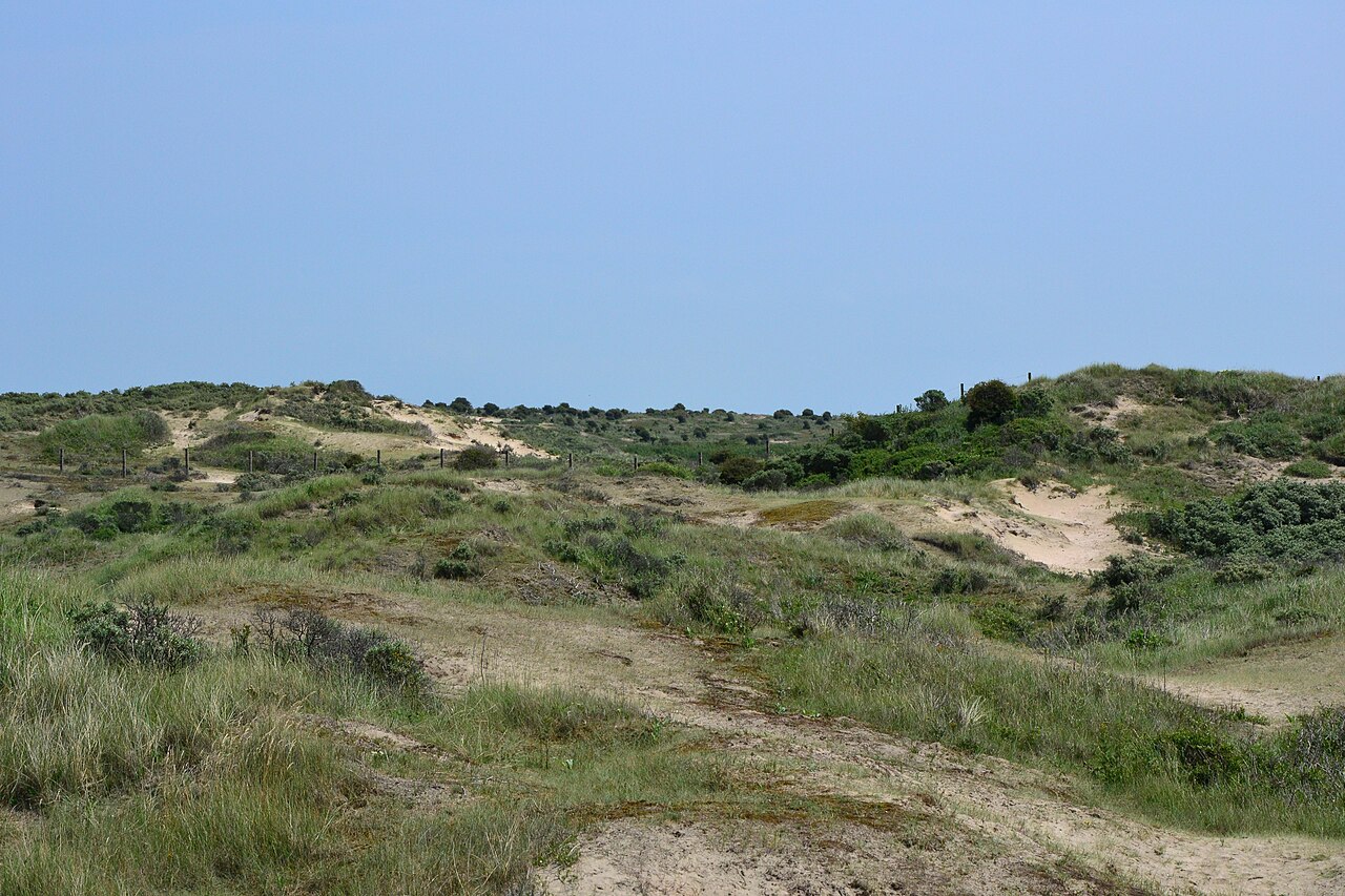Sandy paths and dune vegetation in the Amsterdamse Waterleidingduinen